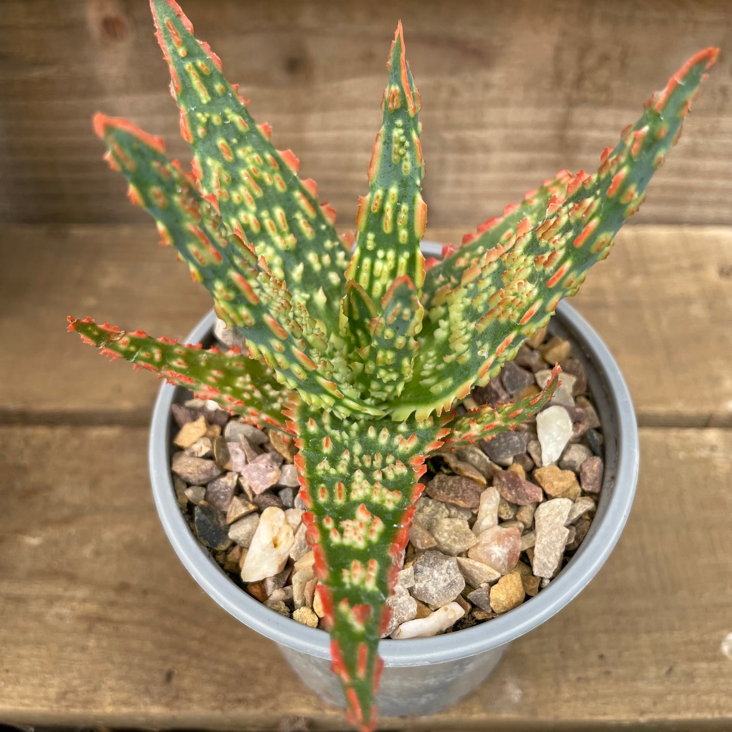 pot with christmas aloe plant
