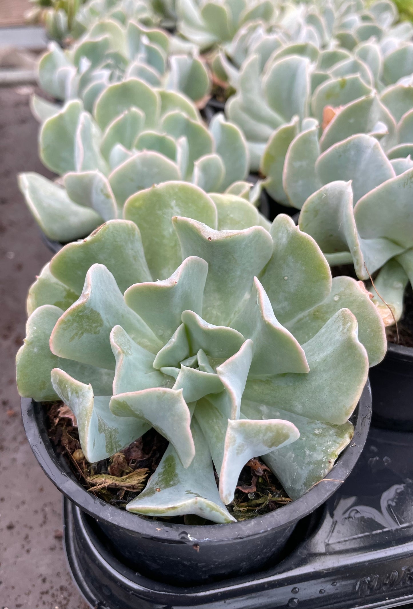 Potted Echeveria Topsy Turvey Glaucus Blue Succulents