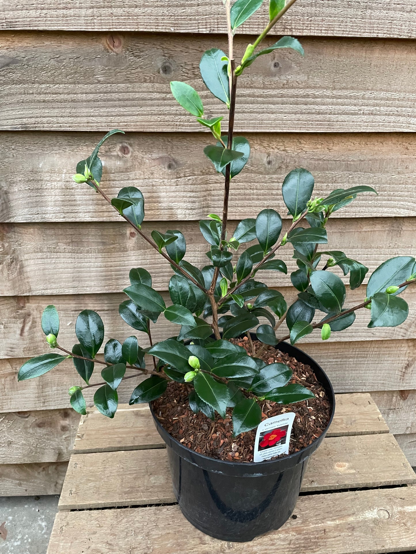 camellia yuletide growing in a pot