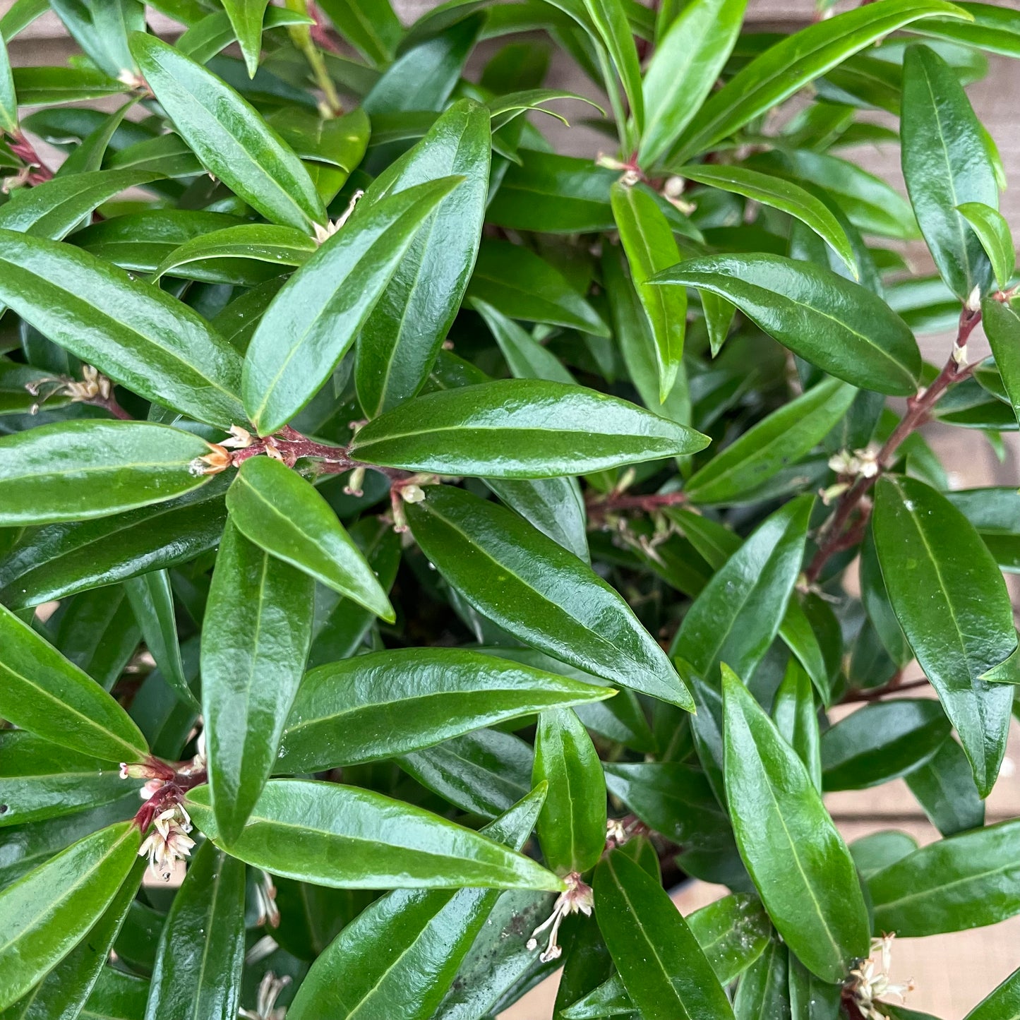 Sarcococca Purple Gem