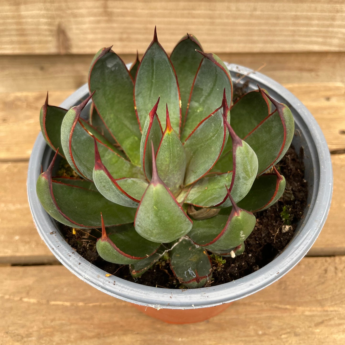 Potted Mangave Praying Hands Succulent