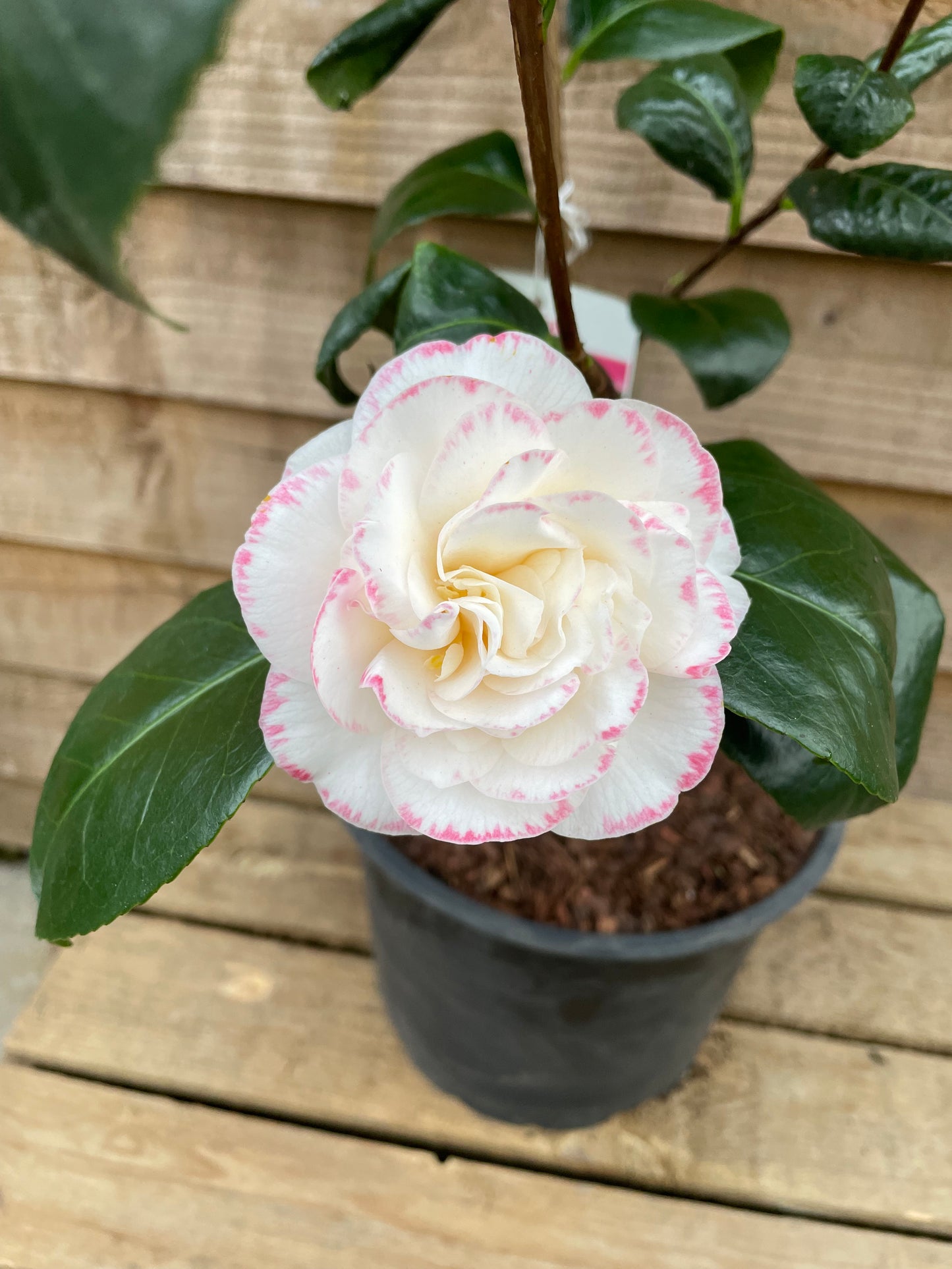 Flowering Camellia Margaret Davis