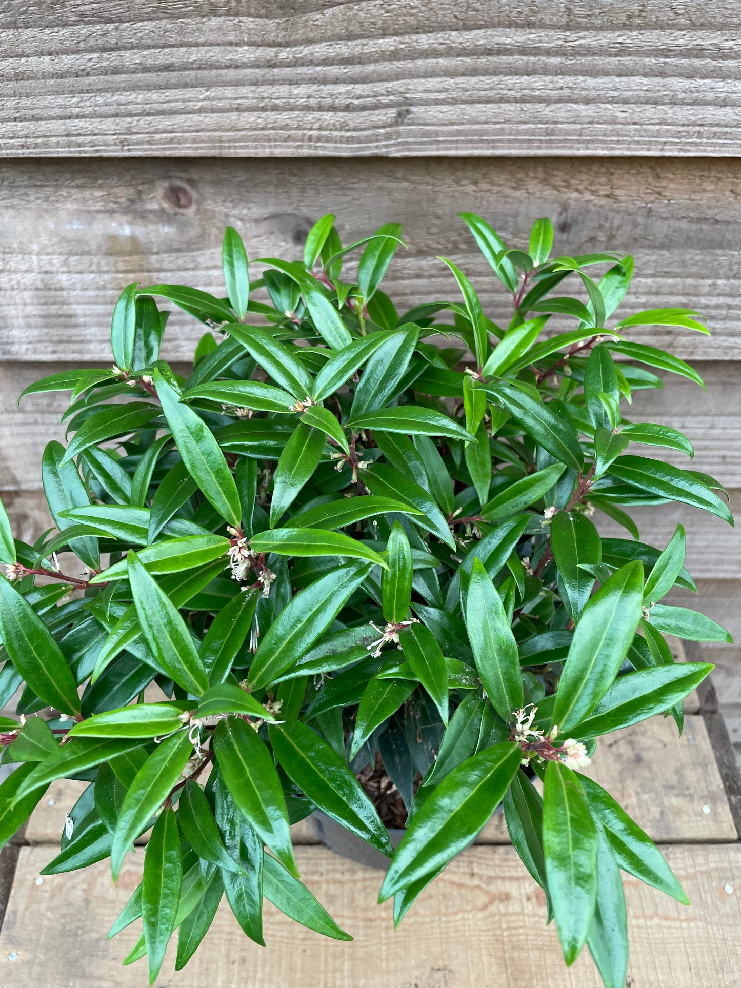 Sarcococca Purple Gem