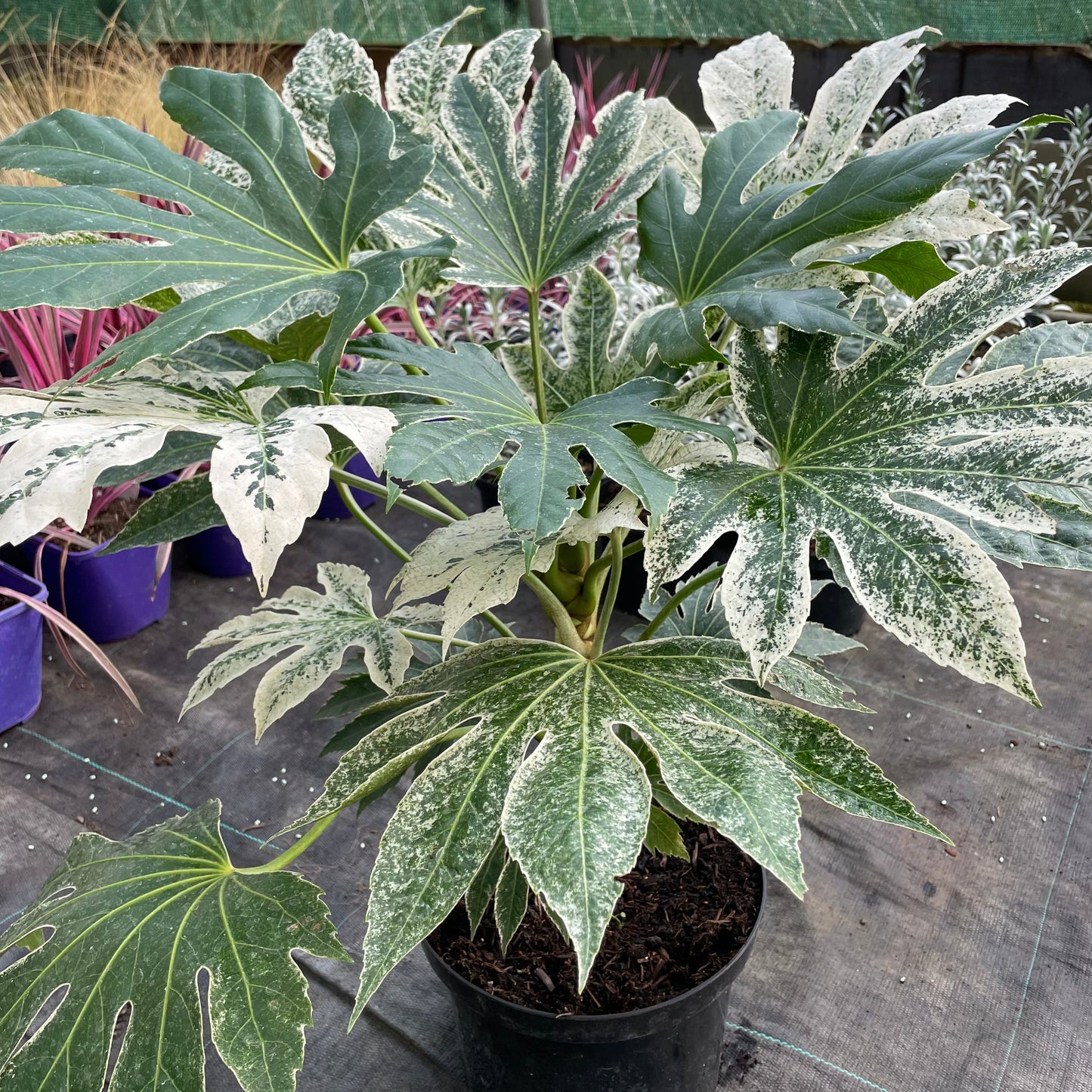 potted fatsia japonica spider's web