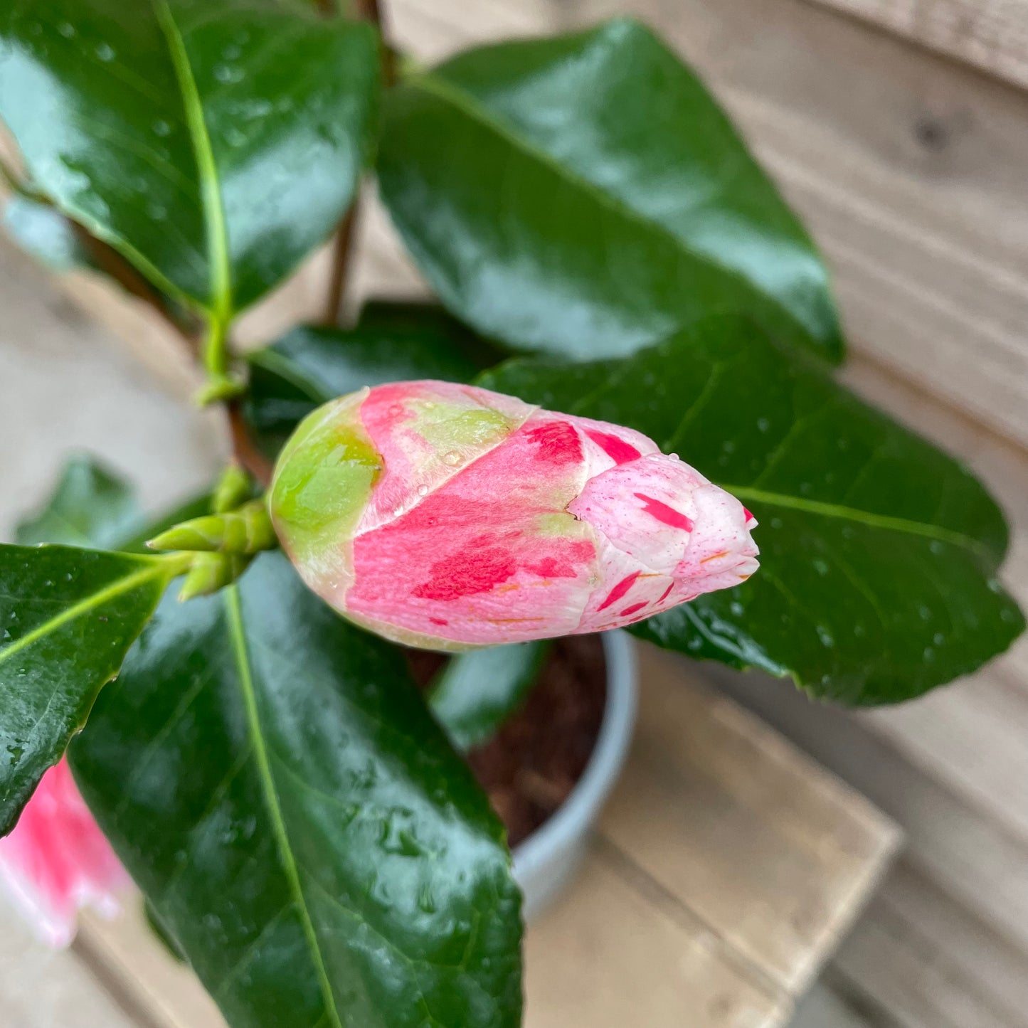 Budding Camellia Tricolour Plant