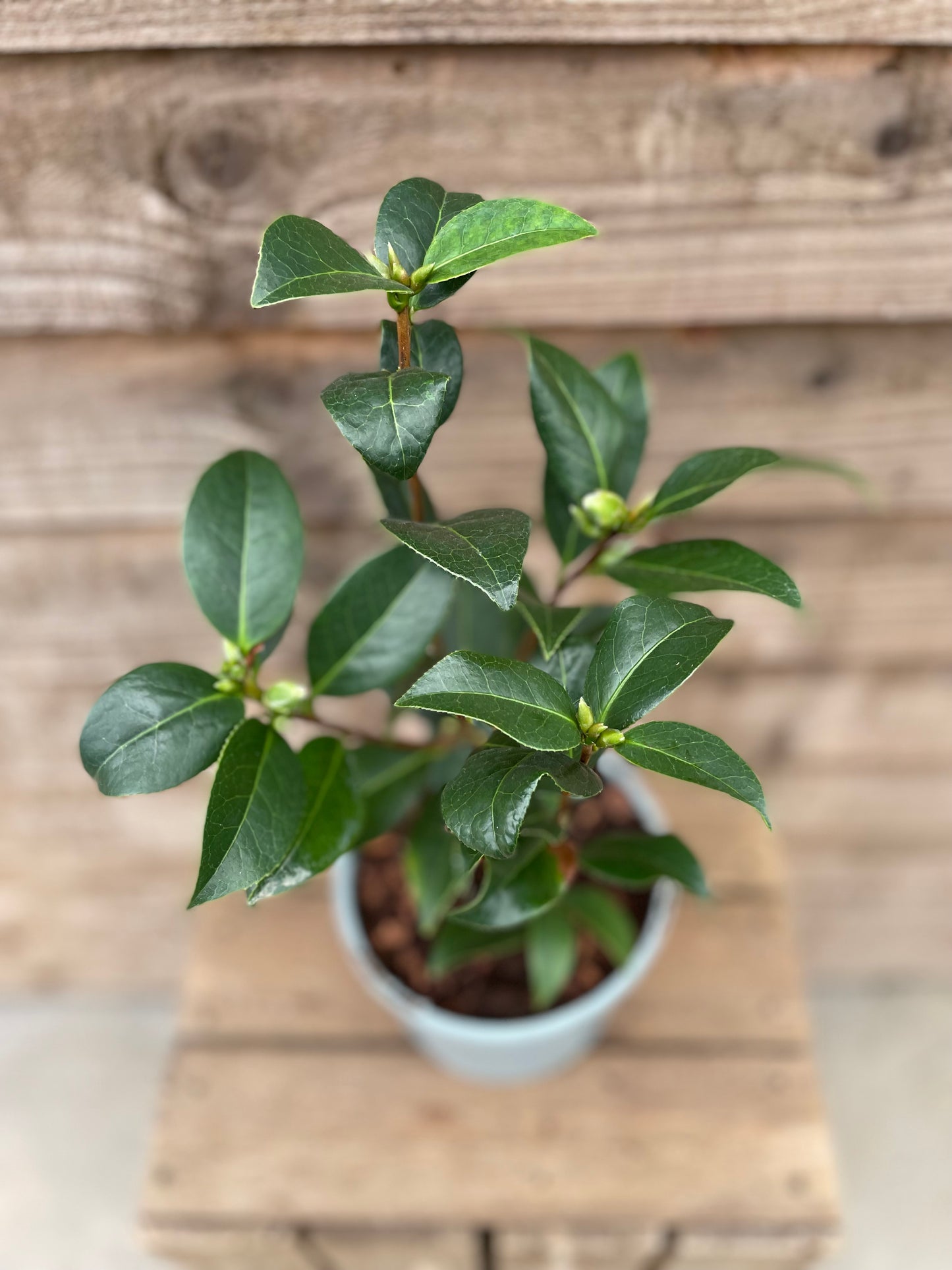 leaves on potted Pink Camellia Williamsii Anticipation
