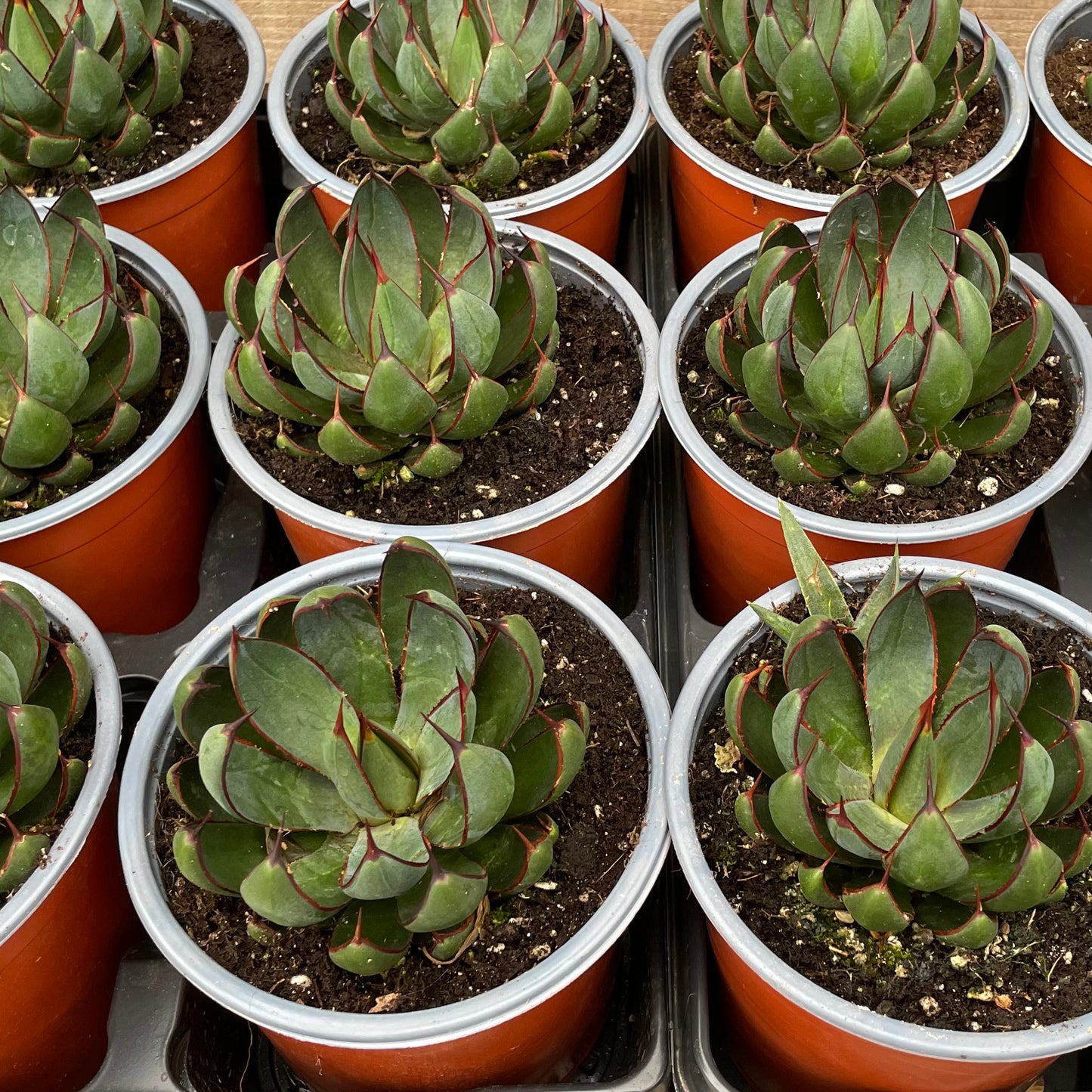 Pots of Mangave Praying Hands Plants