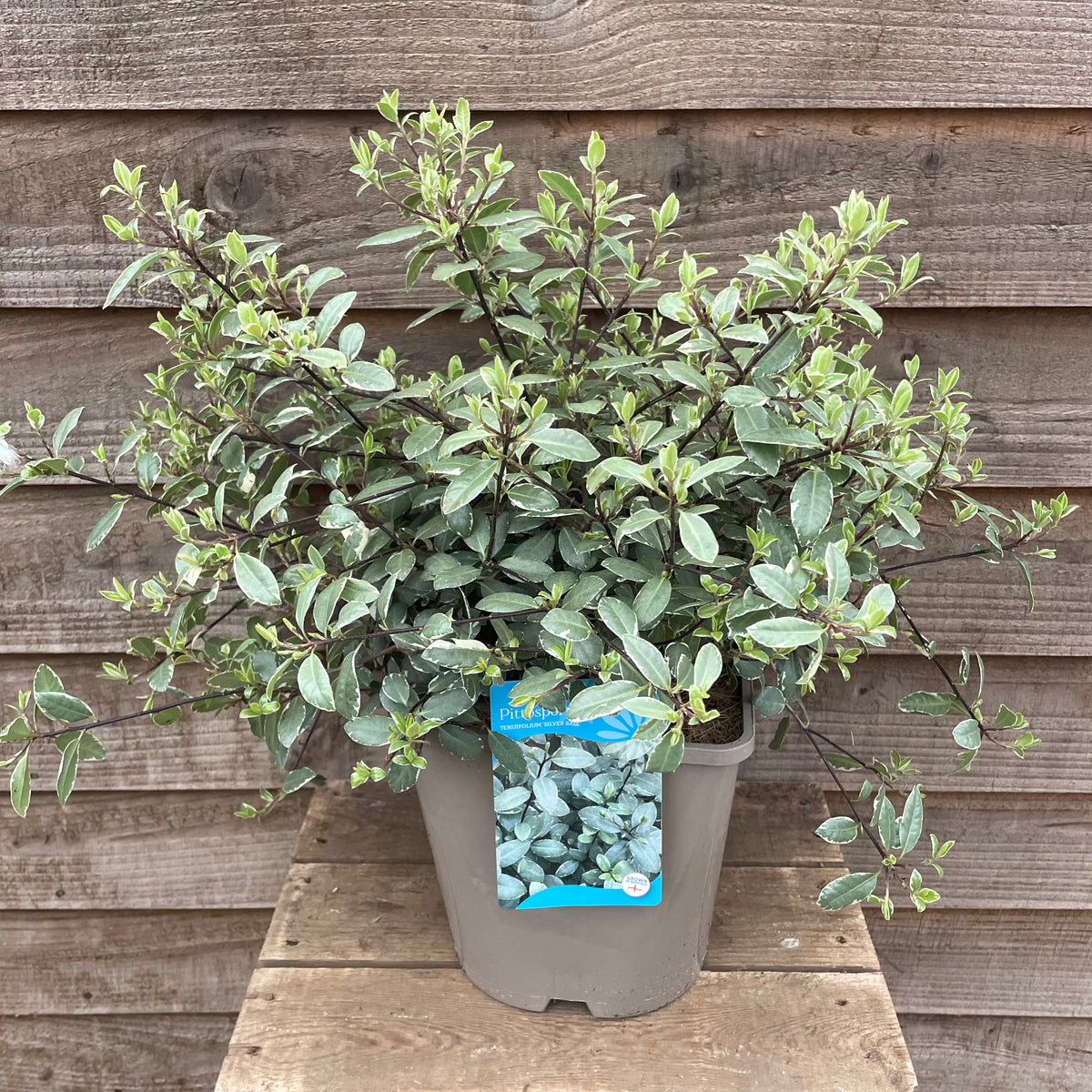 Pittosporum Silver Ball