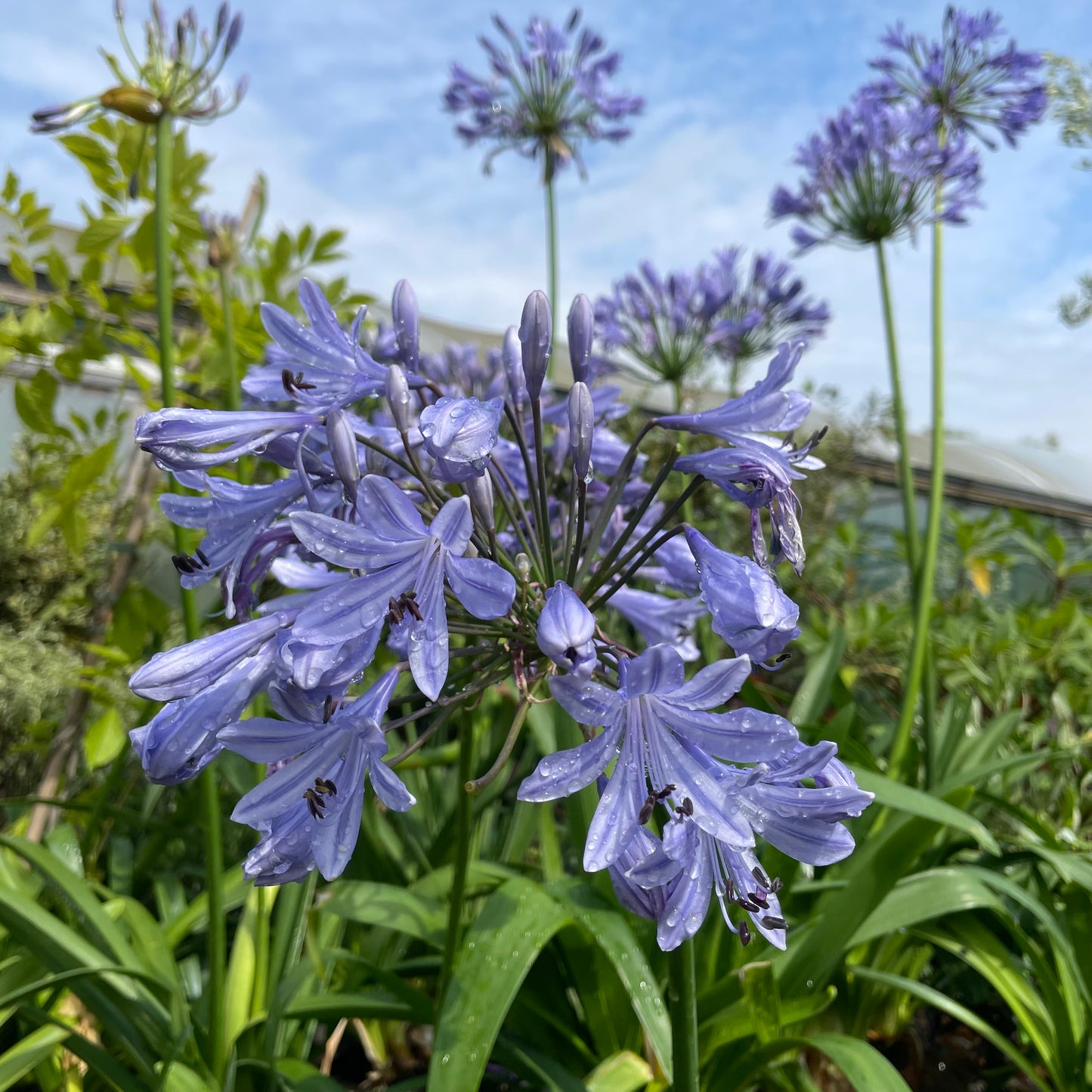 Flowering agapanthus big blue plant