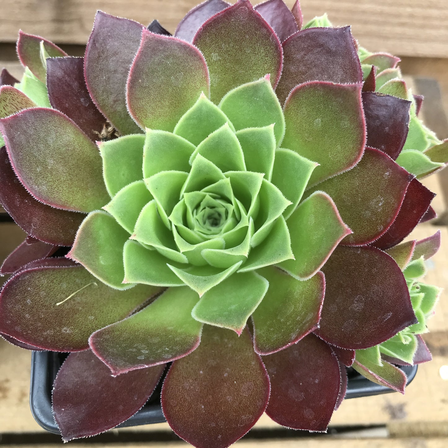 Aeonium succulent