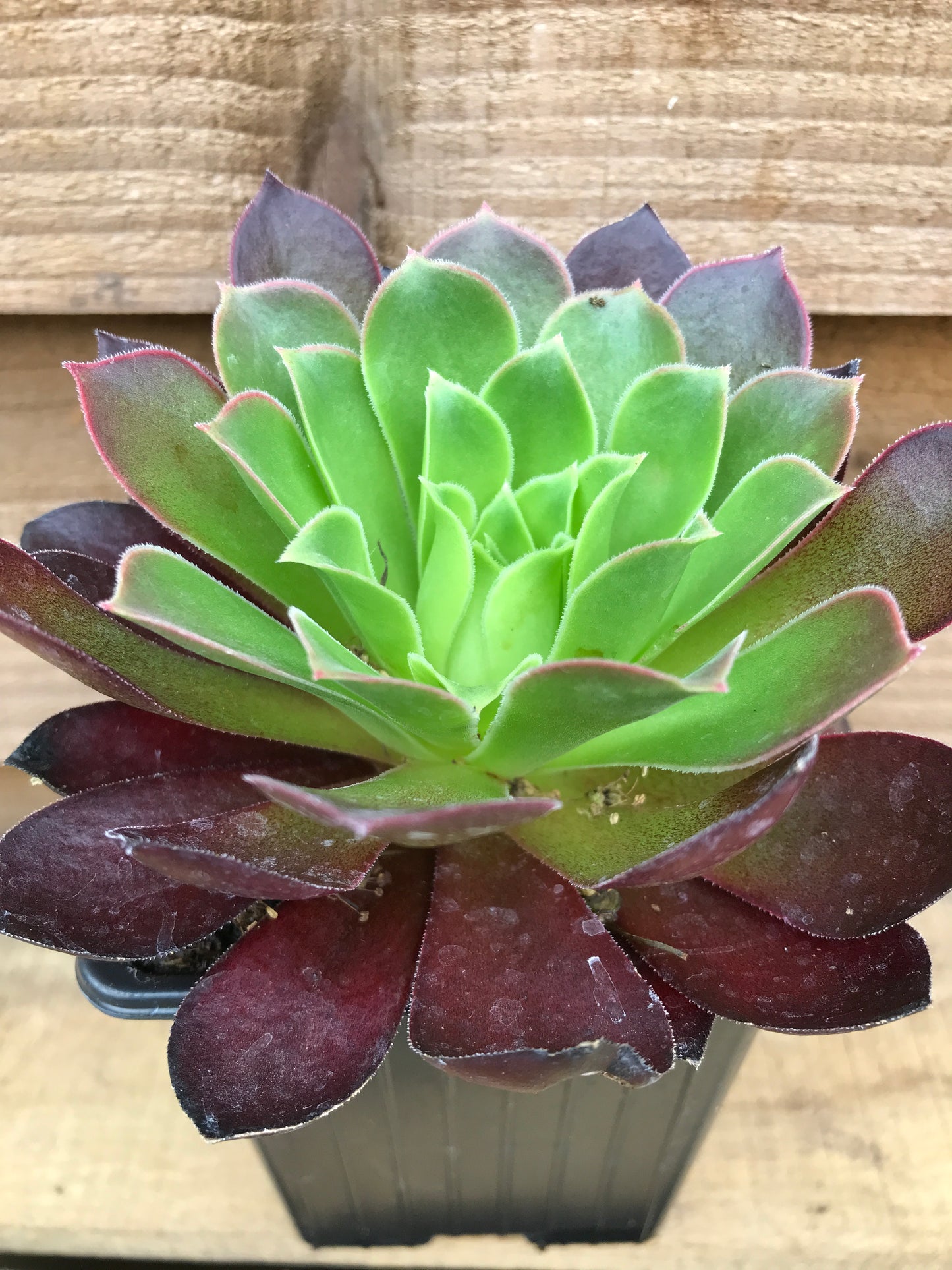 Large Aeonium Black Magic Hybrid Succulent