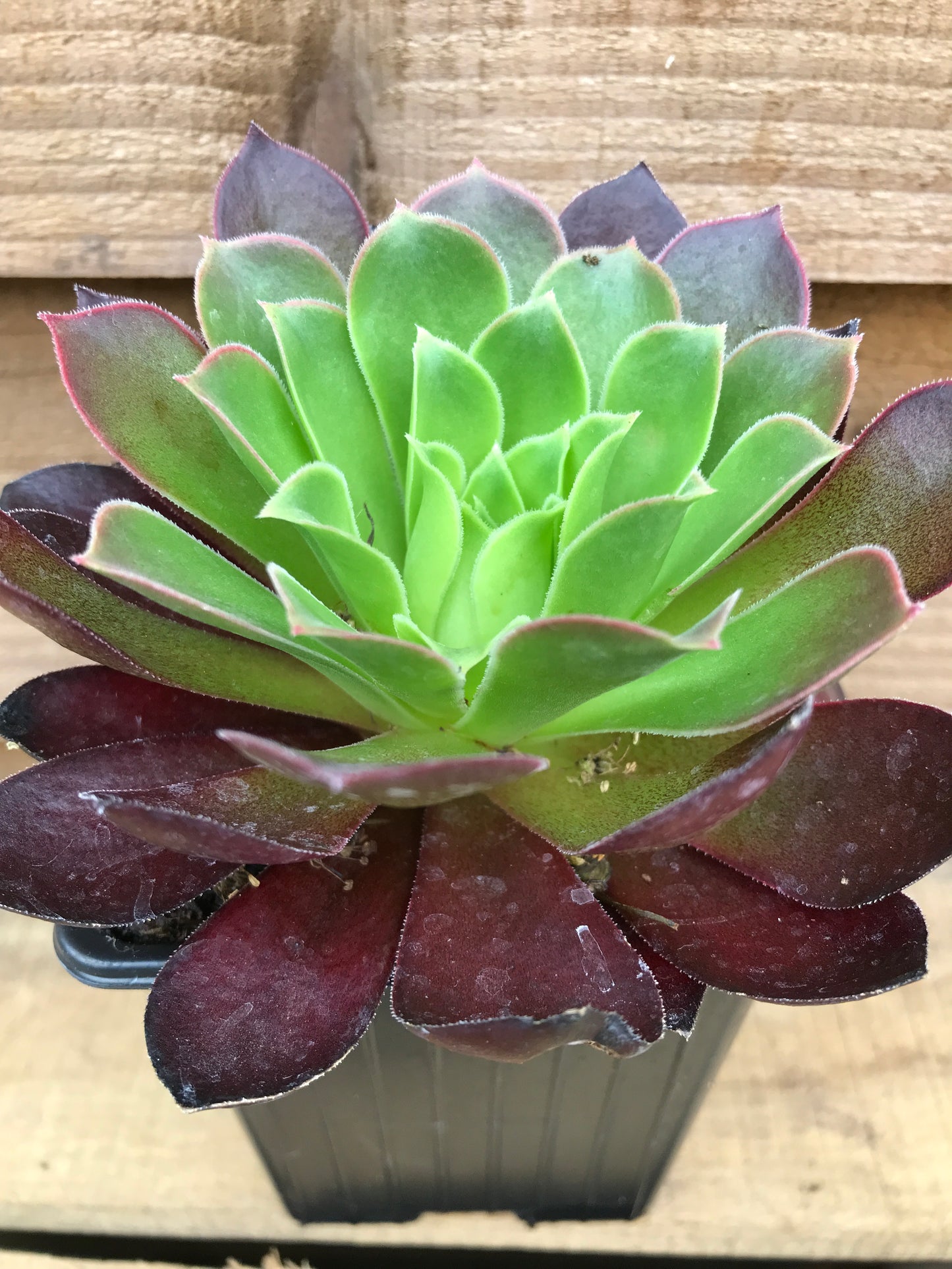 Aeonium arborbeum Schwartzkopf pot plant