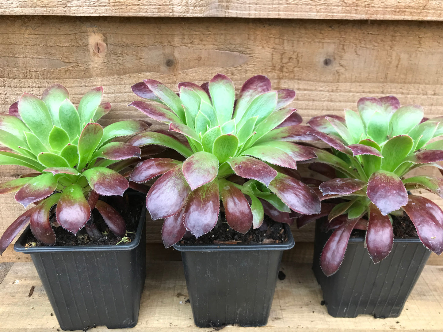 Three Pots of Aeonium Black Magic Hybrid Succulents