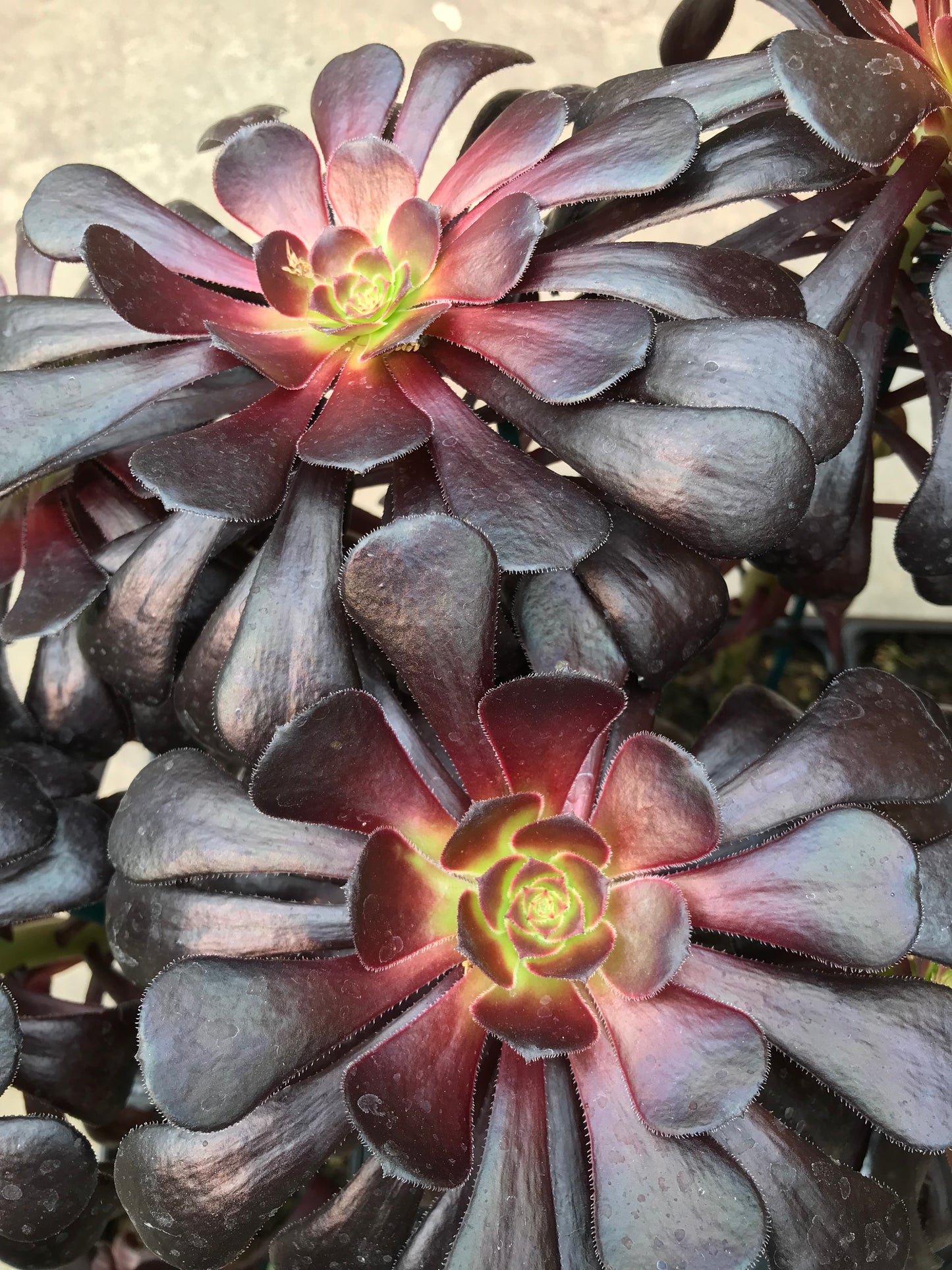 Aeonium hybrid 'Black Magic' succulents