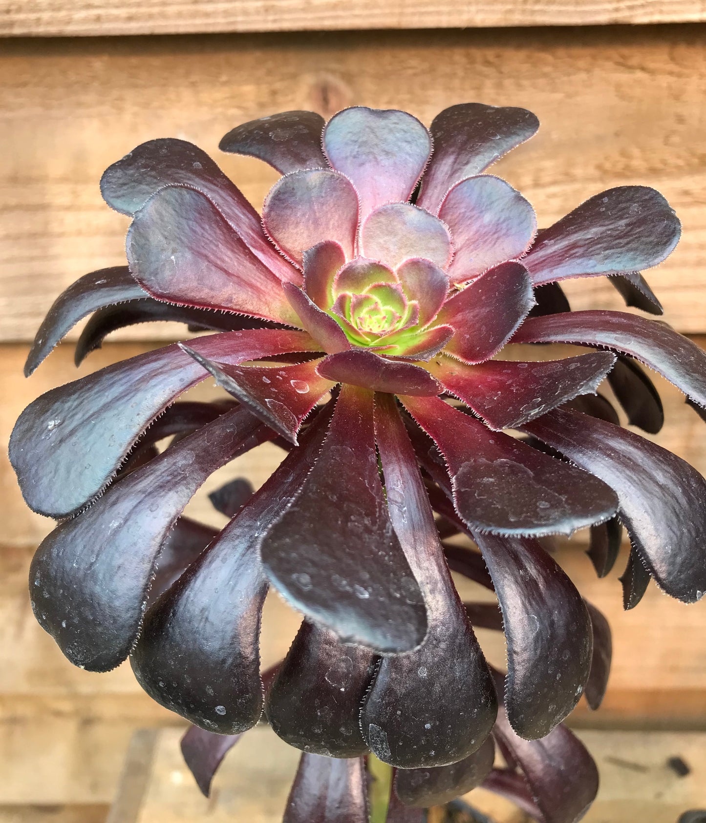 black magic succulent