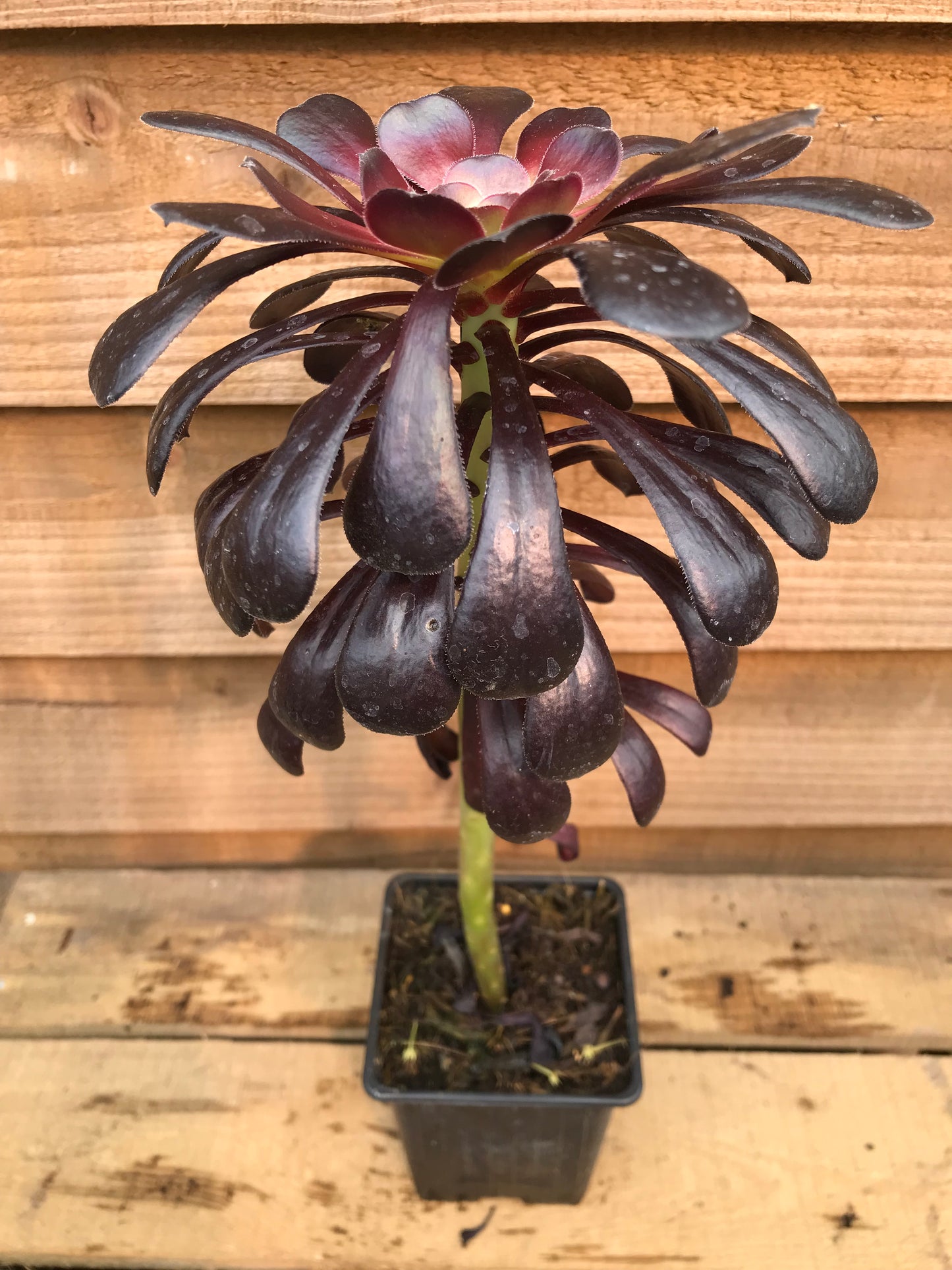 Potted Aeonium Arboreum Schwartzkopf