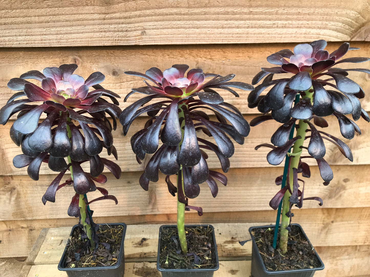 three potted Aeonium Arboreum Schwartzkopf plants