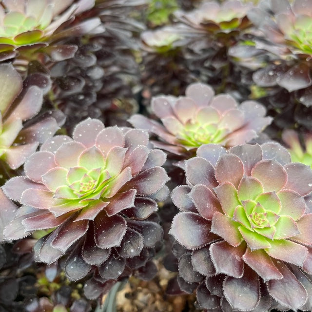 tip top succulent Aeonium Tip Top