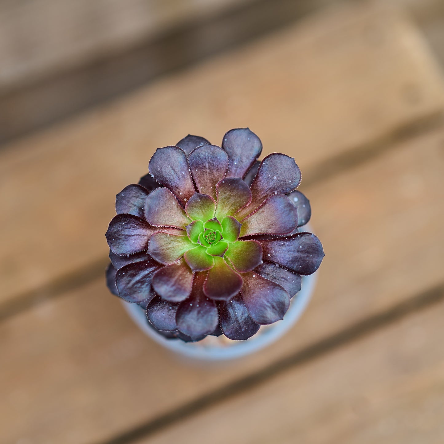 petals on Aeonium Tip Top plant