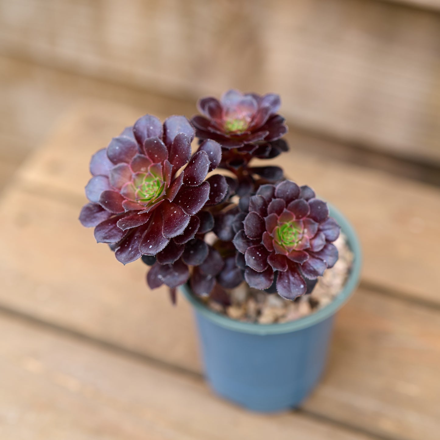 three heads on Aeonium Tip Top plant