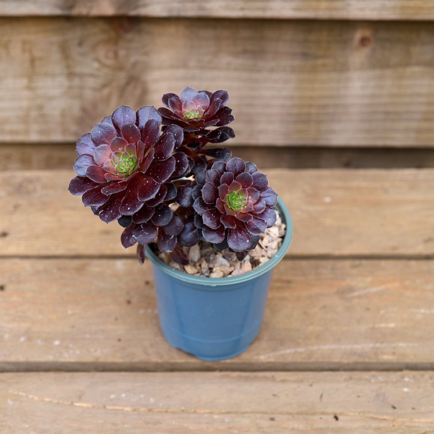 Potted Aeonium Tip Top