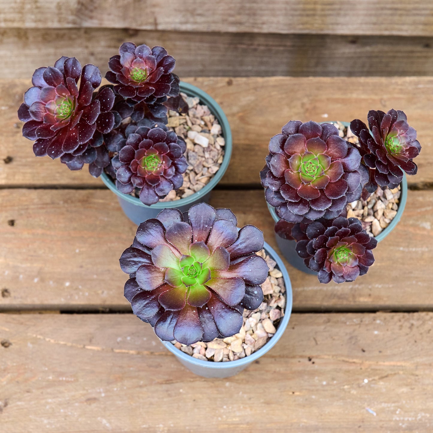 Three pots of Aeonium Tip Top succulents