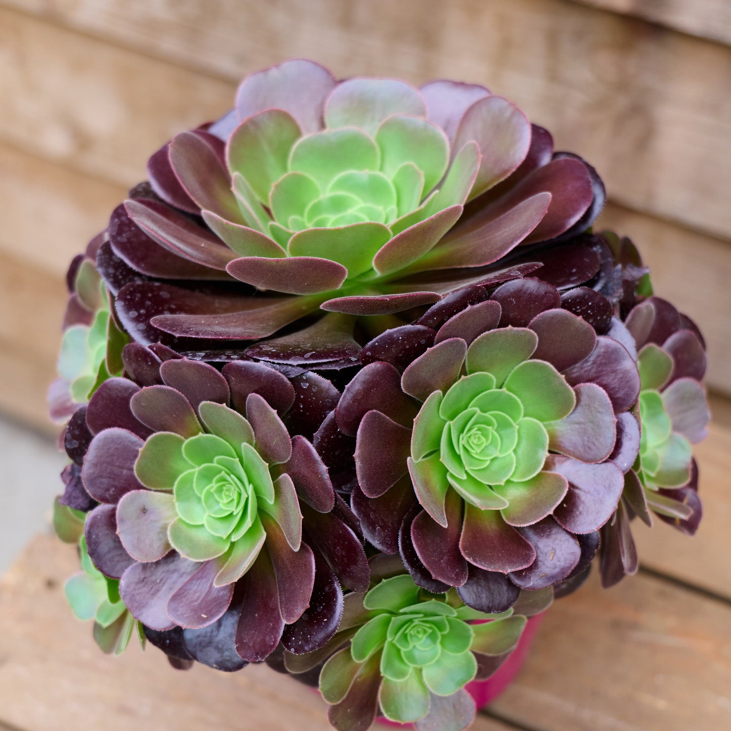 Heads on Aeonium Velour Plant