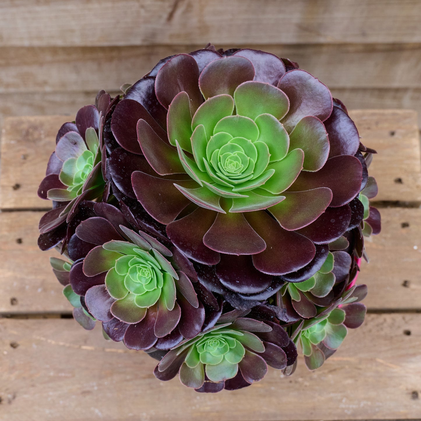 Potted Aeonium Velour Plant for Sale