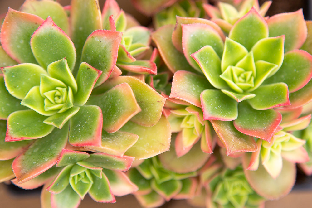 Aeonium Kiwi succulents