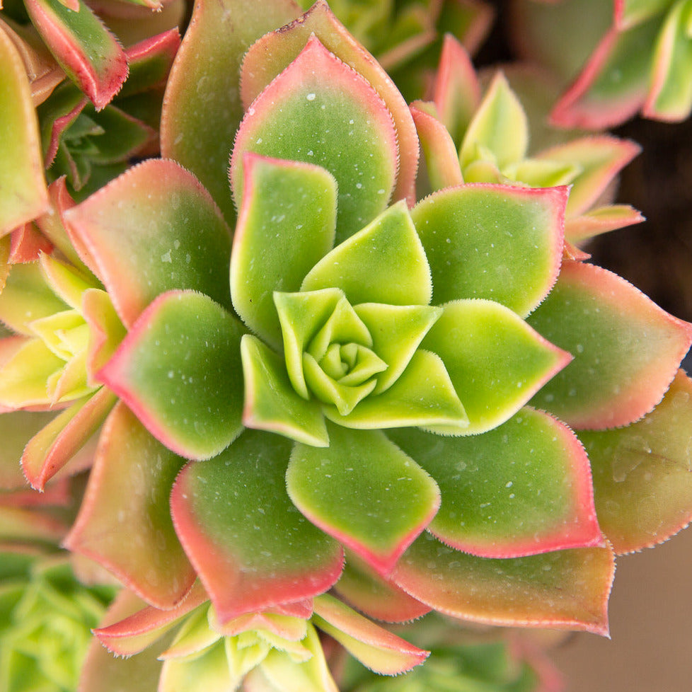 Aeonium hybrid ‘Kiwi’ succulent