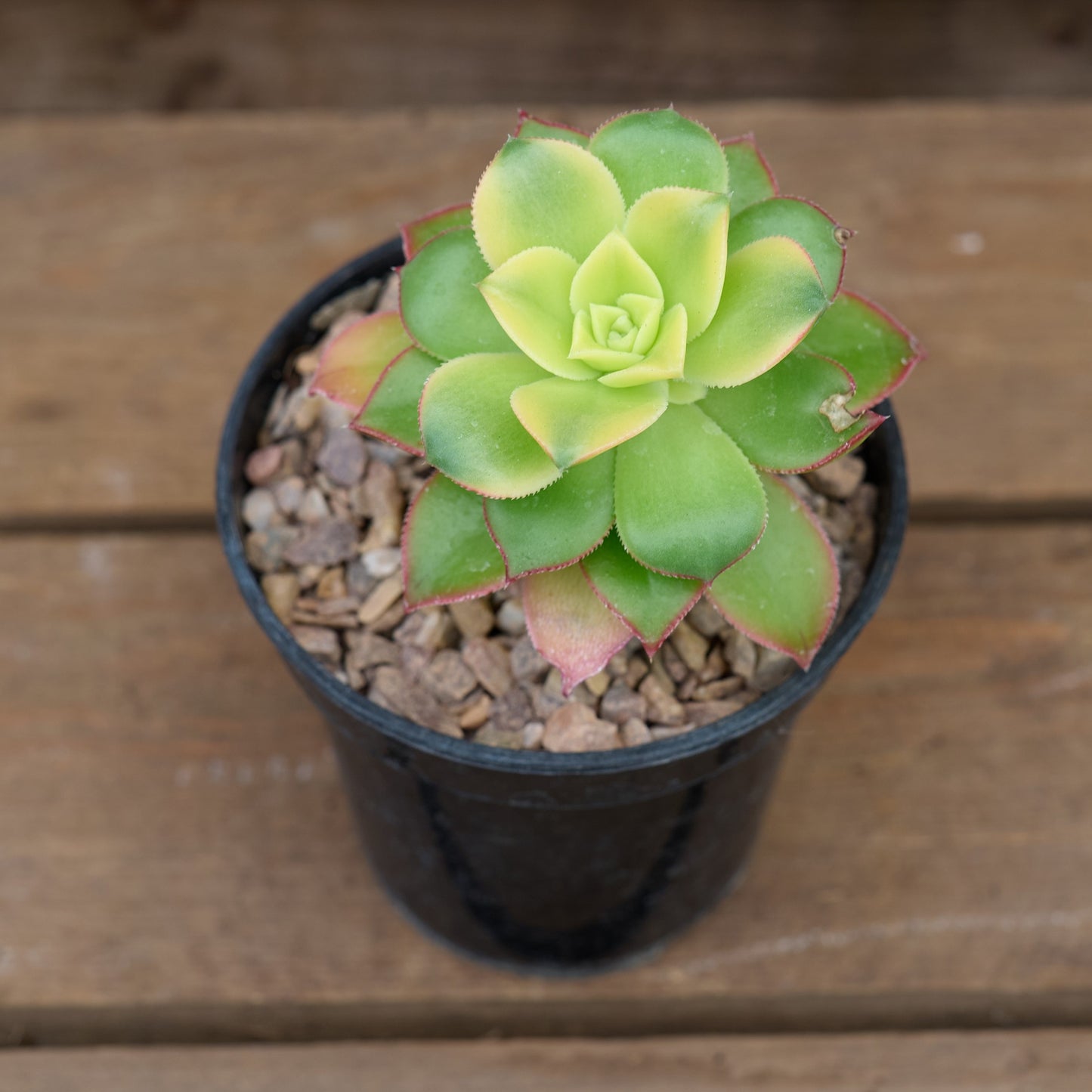 Potted Aeonium Kiwi Succulent