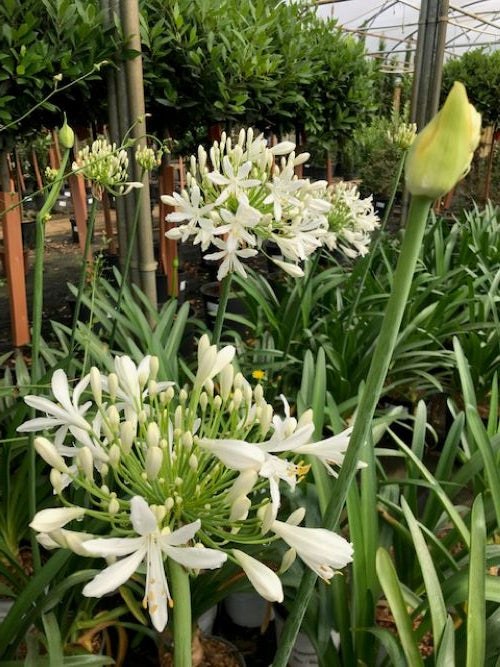Planted Agapanthus White African Lilies