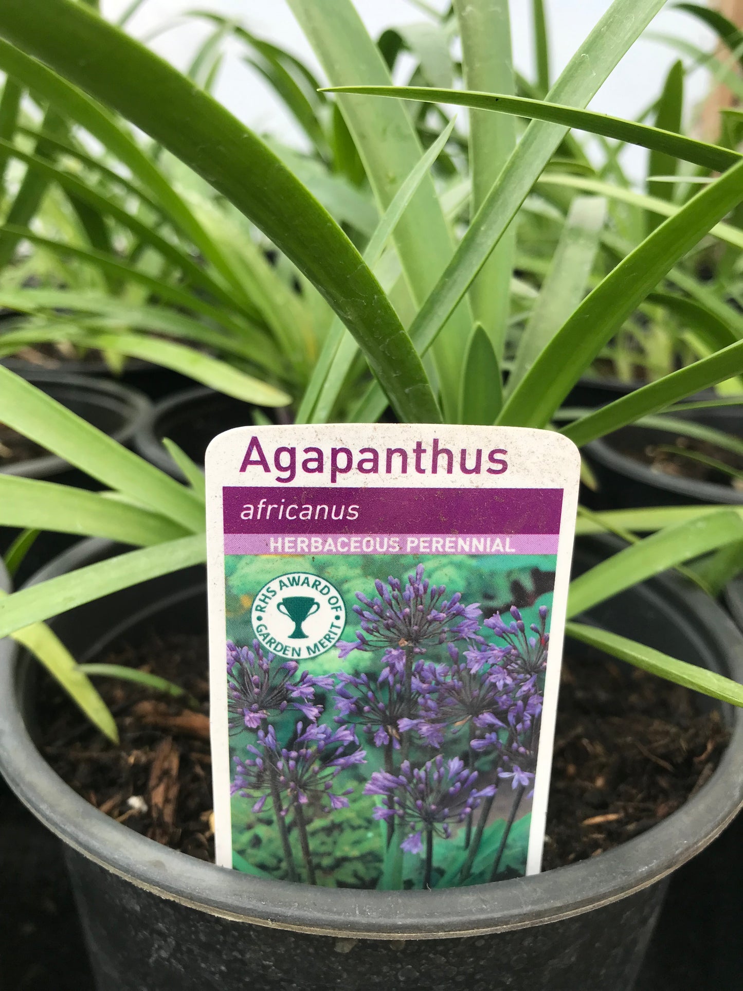 agapanthus big blue label