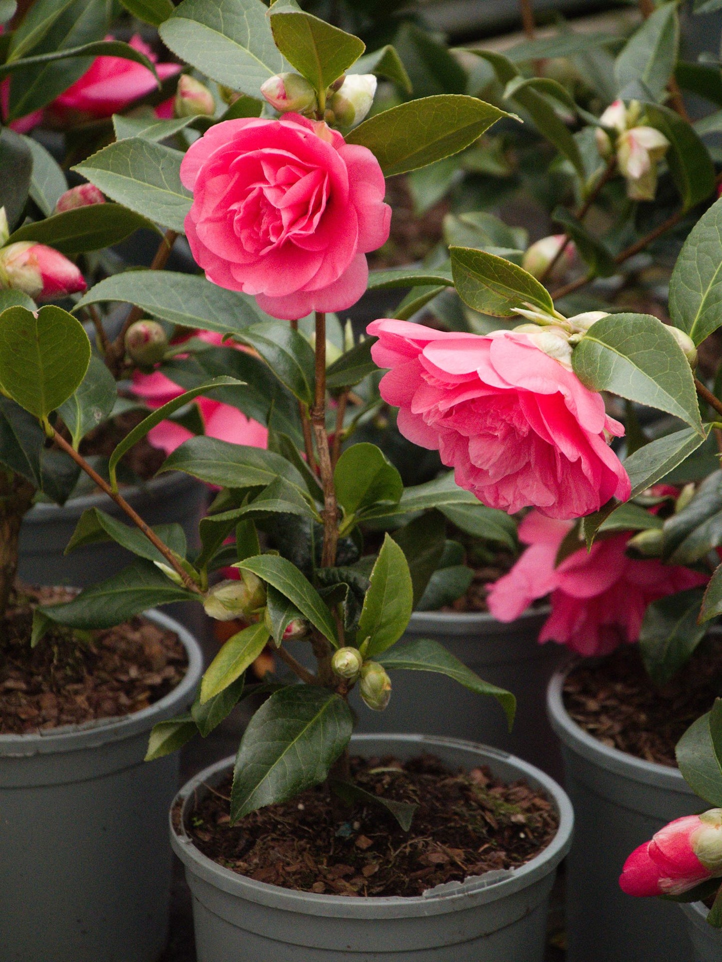Potted Pink Camellia Williamsii Anticipation Plant