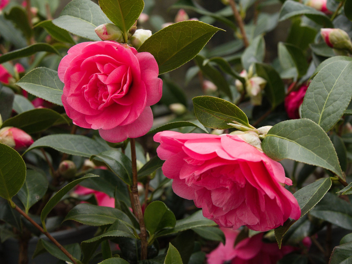 Large flowers on Pink Camellia Williamsii Anticipation