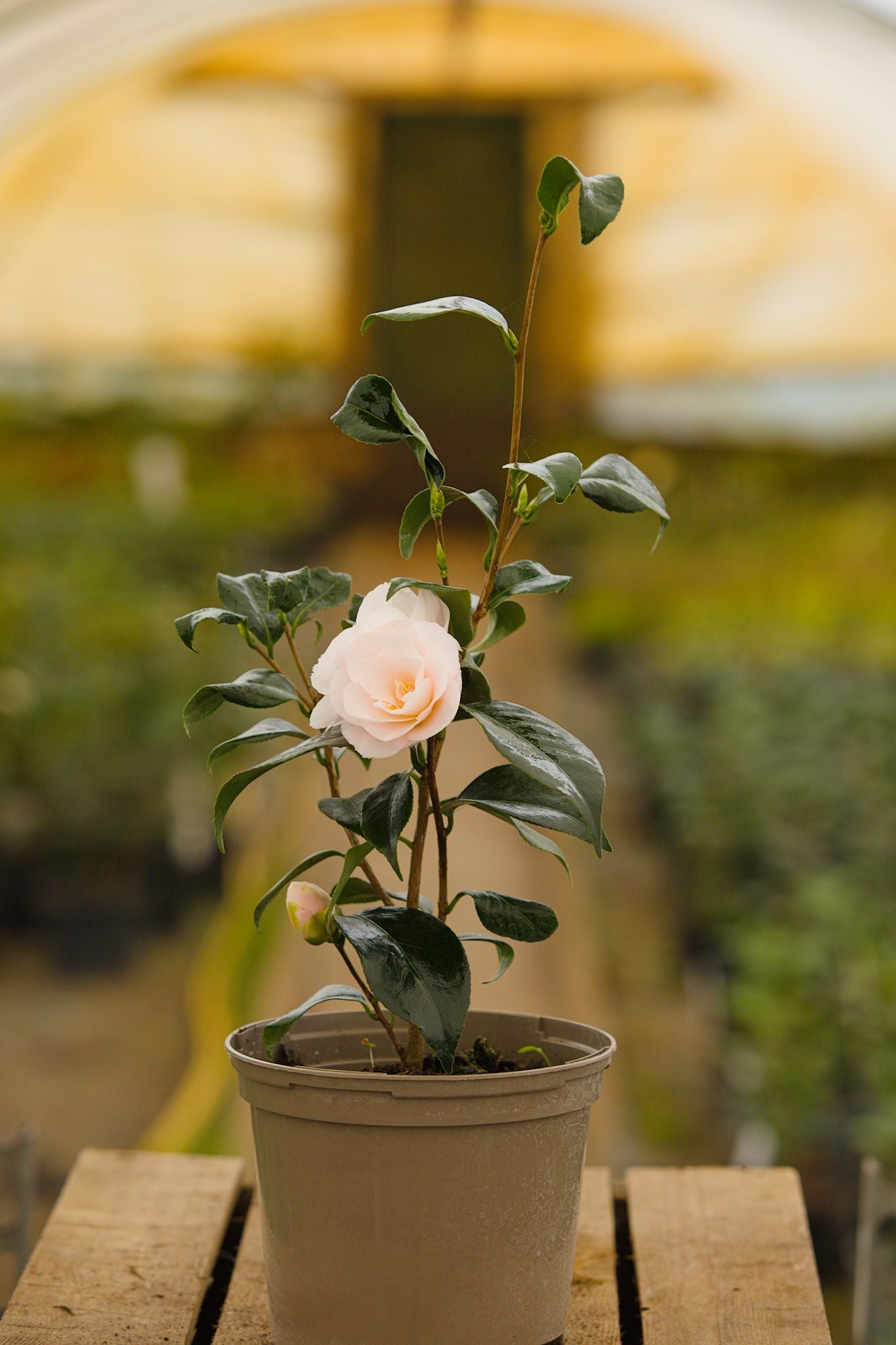 Flowering Camellia April Blush Potted Plant