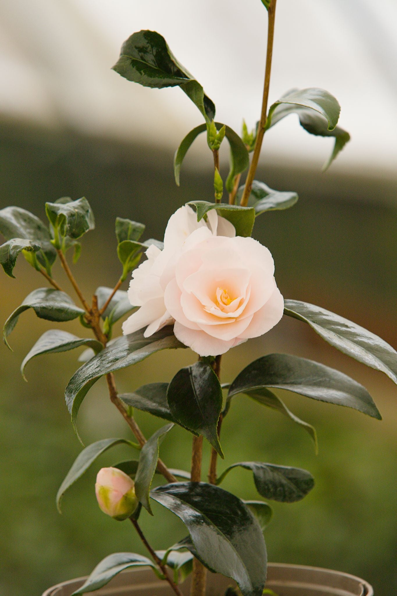 Flowers on Potted Camellia April Blush Plant