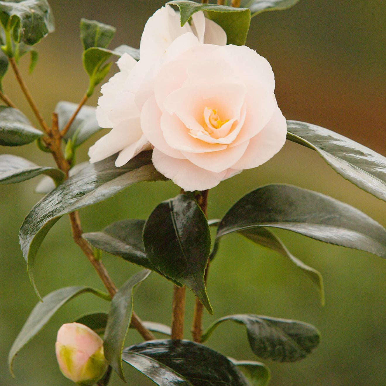 Flowers on Camellia April Blush Plant