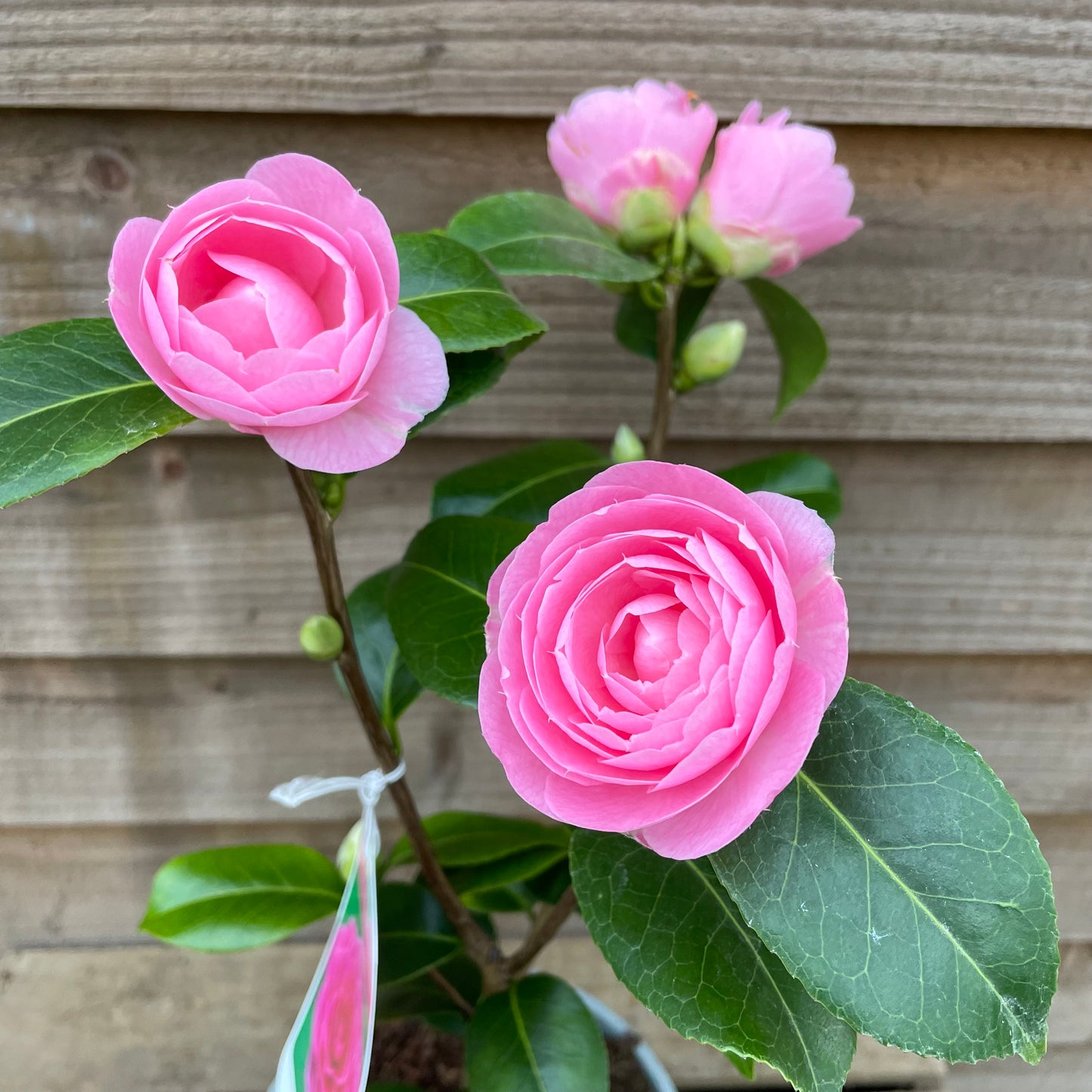 blooming Camellia E G Waterhouse in pot
