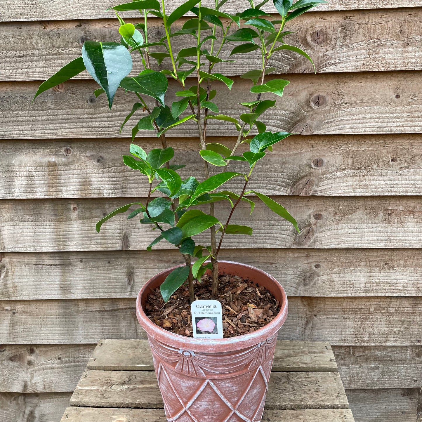 Potted Camellia April Remembered Plant
