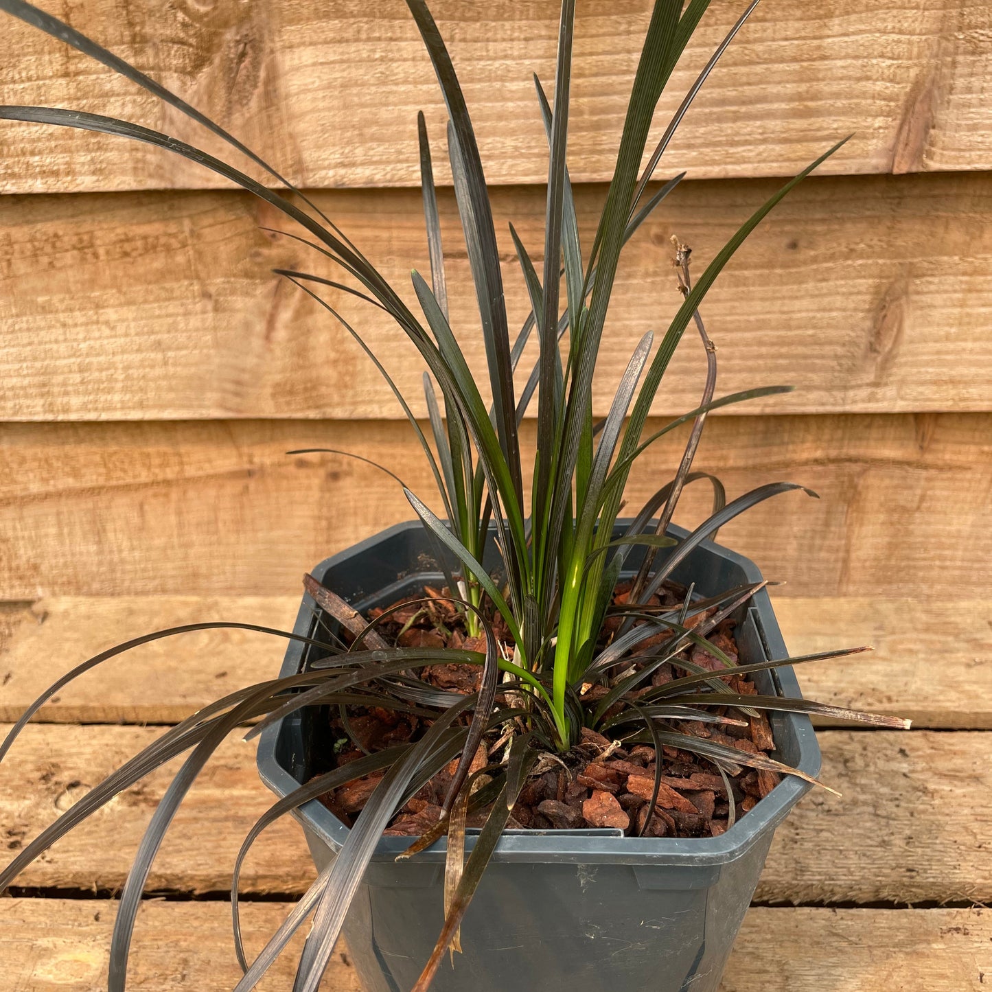 Ophiopogon Niger black grass plant