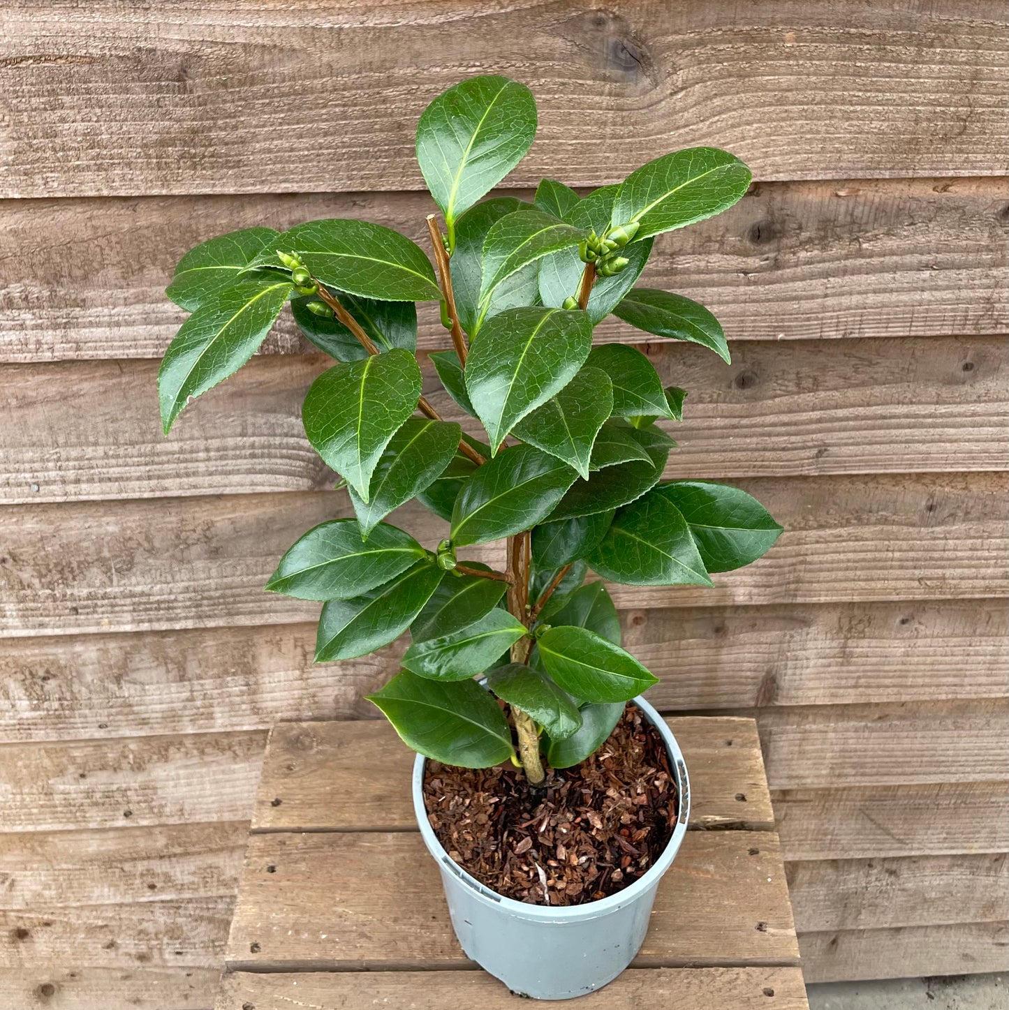 Camellia Golden Anniversary Potted Plant