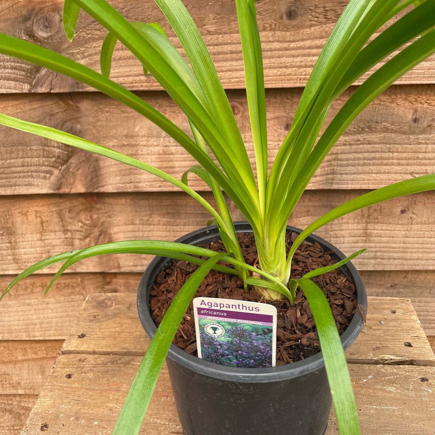 Potted agapanthus big blue plant