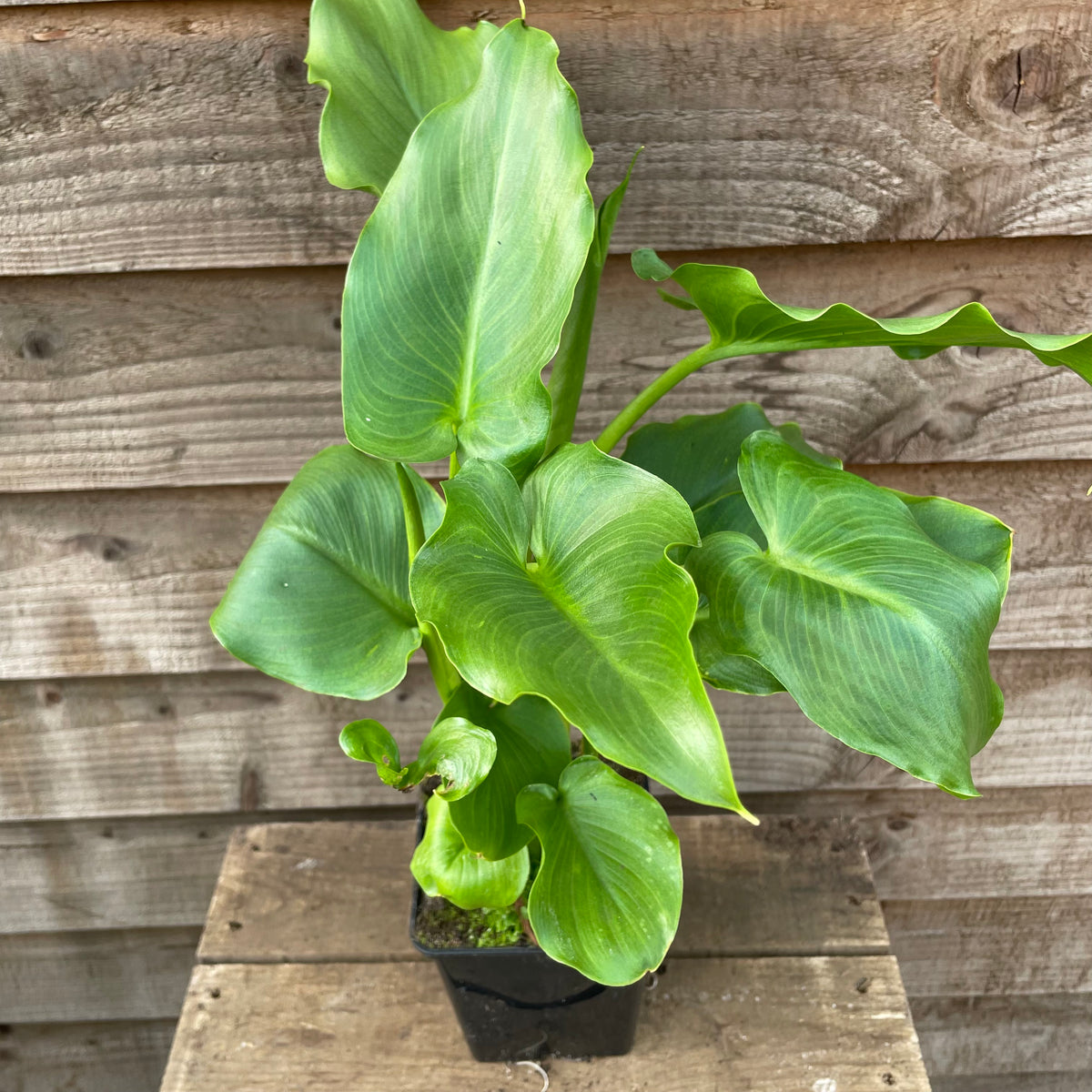 Zantedeschia aethiopica