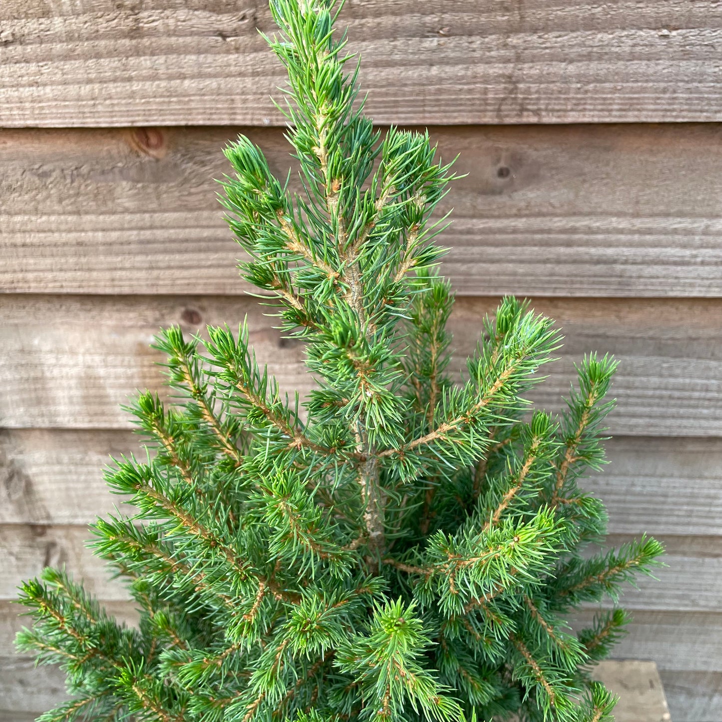 Picea December Tabletop Christmas Tree