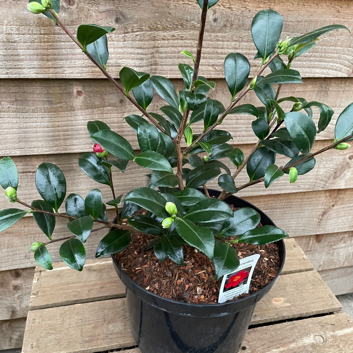 camellia yuletide plant in pot