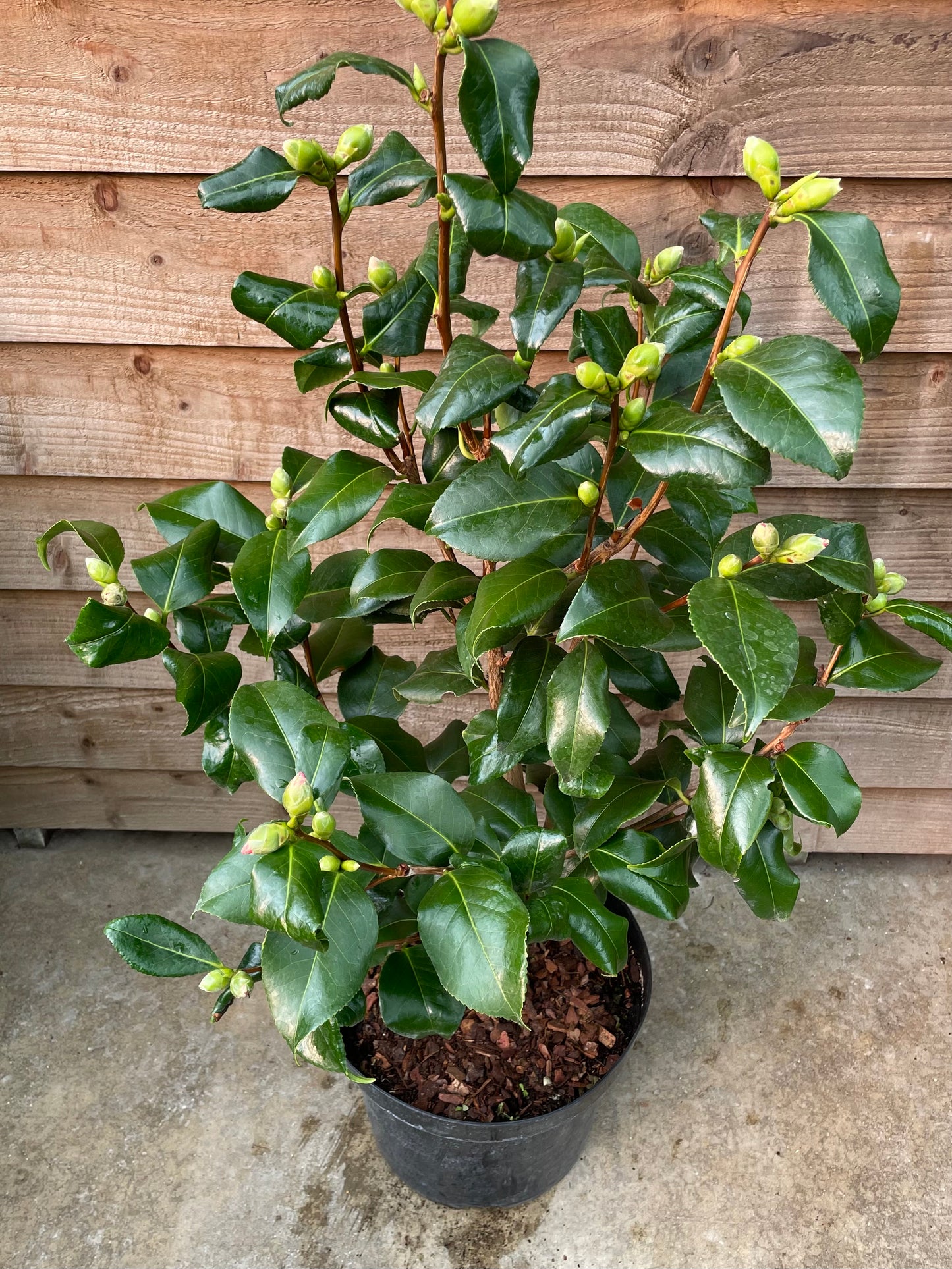 Camellia Tricolour
