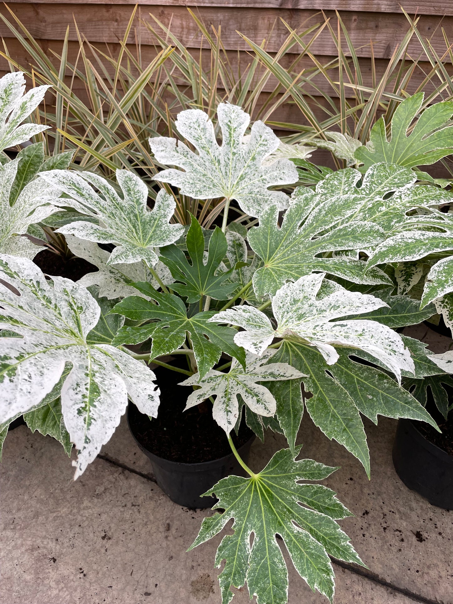 large potted fatsia japonica spider's web