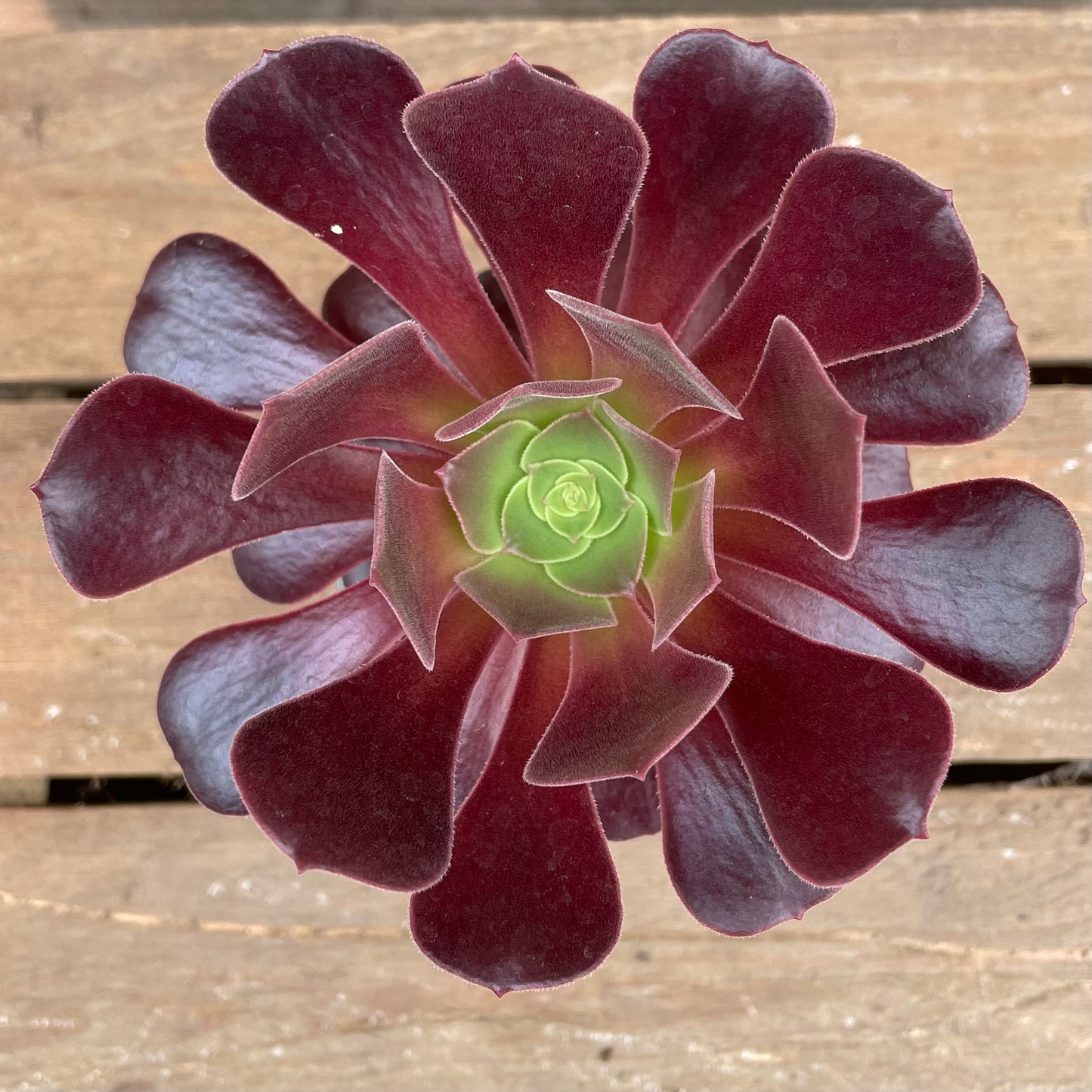 Potted Aeonium Velour