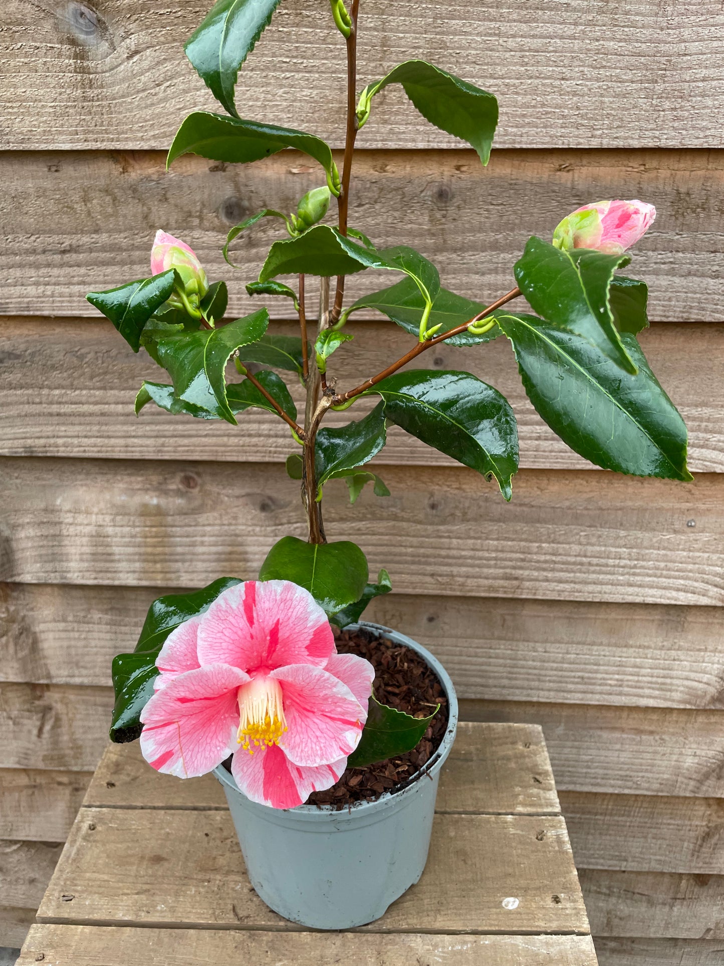 Pot with Flowering Camellia Tricolour Plant